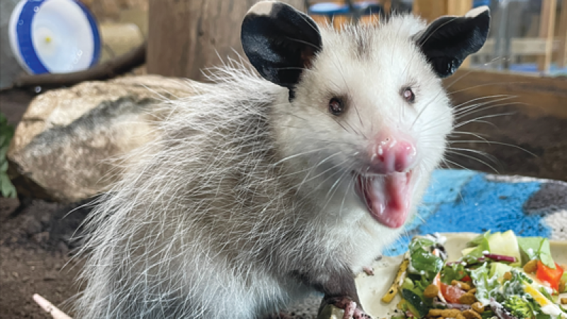 Murray, the resilient blind opossum, in his new home at Burgess-Shadbush Nature Center.